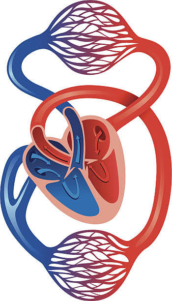 Schéma - Système cardiovasculaire humain